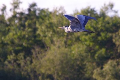 Flying Heron 1