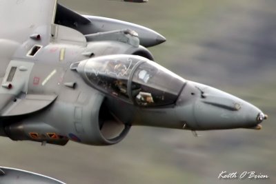 Harrier 3