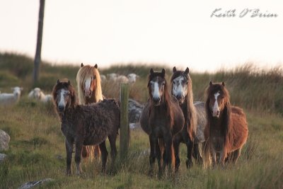 Family Group