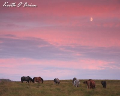 Sunset Ponies