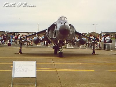 Harrier.jpg