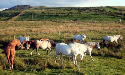 Rounding-up The Herd