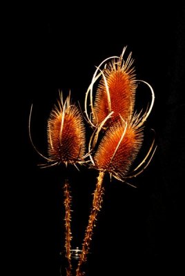 Marengo Teasel