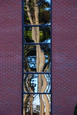 tree0003 Medium.jpg