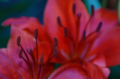 A Lily for today