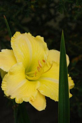 flower_0027.JPG