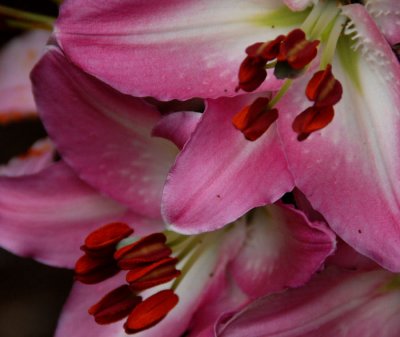 lily_0003r.JPG