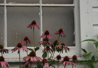 Flowers by the Window