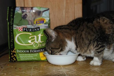 Food-Cat Food