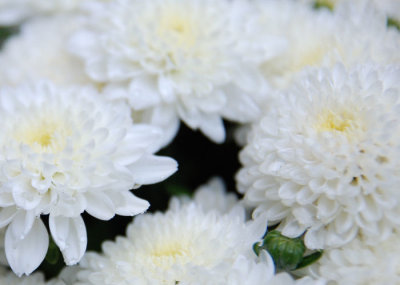Chrysanthemums_0017.jpg