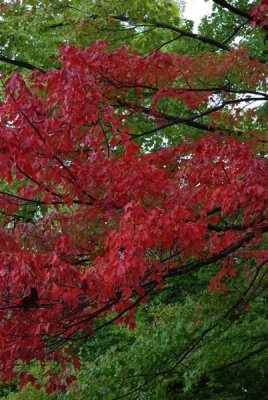 DSC_0097.JPG