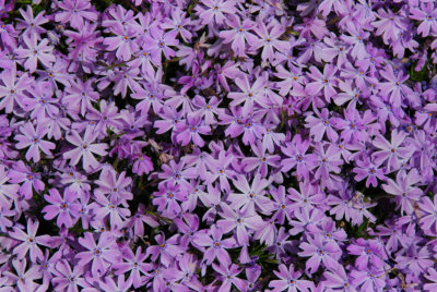 phlox in side yard