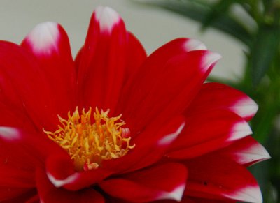 dahlia delight