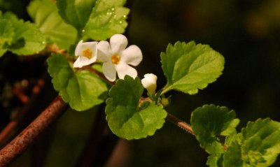 Bacopa