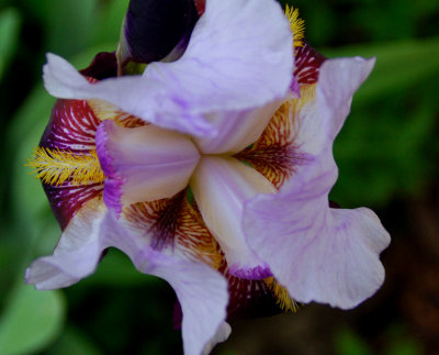 iris