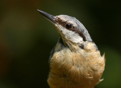 Boomklever - Nuthatch - Sitta europaea