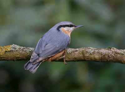 Boomklever - Nuthatch - Sitta europaea