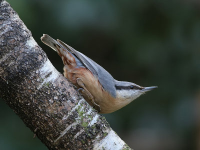 Boomklever - Nuthatch - Sitta europaea