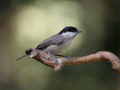 Glanskop - Marsh Tit - Parus palustris