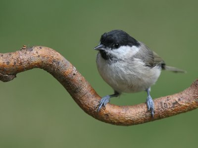 Glanskop - Marsh Tit - Parus palustris