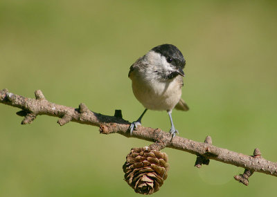 Glanskop - Marsh Tit - Parus palustris