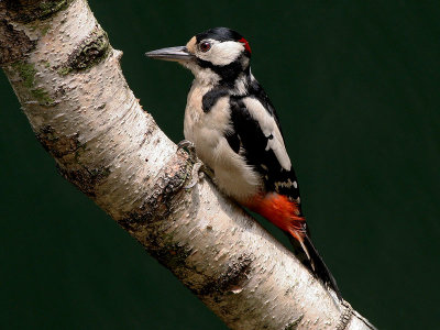 Great Spotted Woodpecker - Grote Bonte Specht - Dendrocopus major