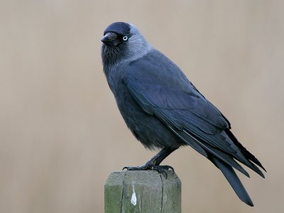 Kauw  -Jackdaw - Corvus monedula