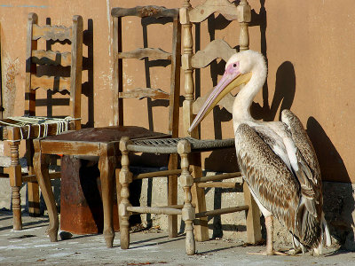 White Pelican - Rosse Pelikaan - Pelecanus onocrotalus