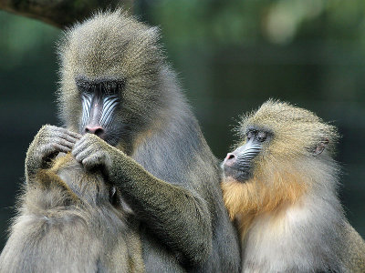 Mandril - Mandrill - Mandrillus sphinx