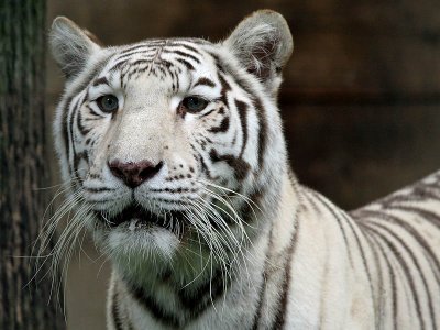 Witte Tijger - White Tiger - Panthera tigris