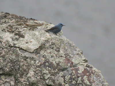 Blue - Rock Thrush - Blauwe Rotslijster - Monticola solitarius