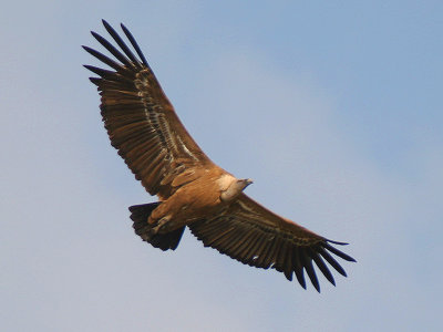Griffon Vulture - Vale Gier - Gyps Fulvus