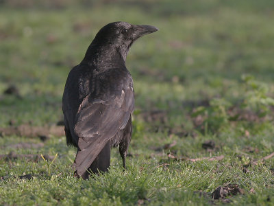 Carrion Crow - Zwarte Kraai -  Corvus corone
