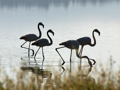 Greater Flamingo - Europese Flamingo - Phoenicopterus roseus
