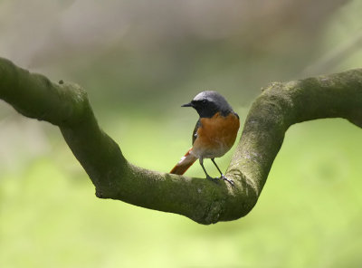 Common Redstart - Gekraagde Roodstaart -  Phoenicurus phoenicurus