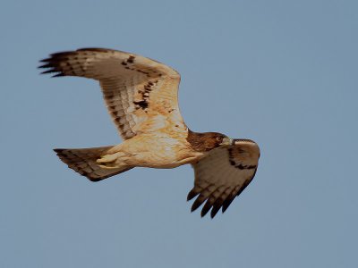 African Hawk Eagle - Afrikaanse Havikarend - Hieraaetus spilogaster