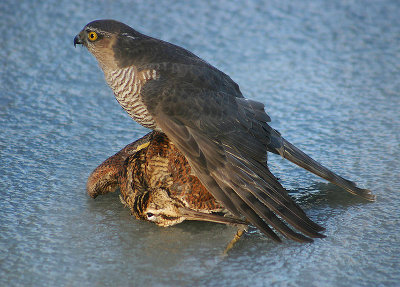 Sparrow Hawk & Woodcock  - Sperwer & Houtsnip - Accipiter nisus & Scolopax rusticola