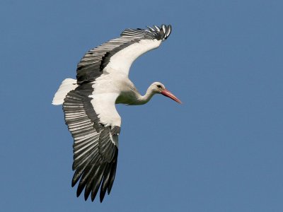 White Stork - Ooievaar  - Ciconia ciconia