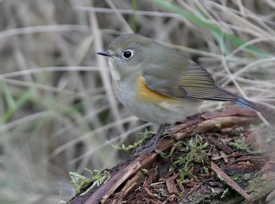 Blauwstaart - Red flanked Bluetail