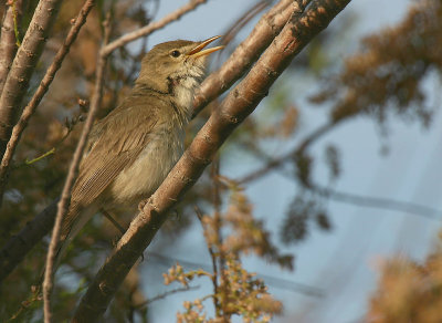 Olivaceous Warbler - Vale Spotvogel - Hippolais pallida