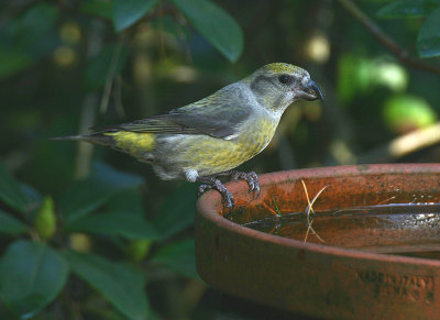 Red Crossbill ( female ) - Kruisbek - Loxia curvirostra