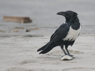 Pied Crow - Schildraaf - Corvus albus