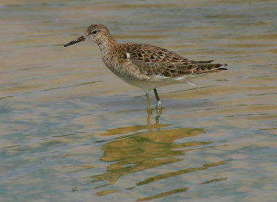 Ruff - Kemphaan - Philomachus pugnax