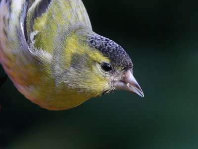 Siskin - Sijs - Carduelis spinus