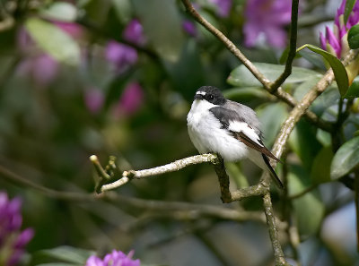 Pied Flycatcher - Bonte Vliegenvanger - Fidecula hypoleuca