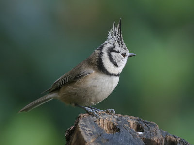 Kuifmees - Crested Tit - Parus cristatus