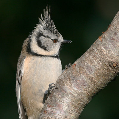 Kuifmees - Crested Tit - Parus cristatus