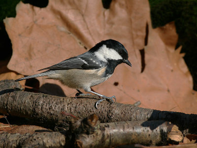 Zwarte Mees - Coal Tit - Parus ater