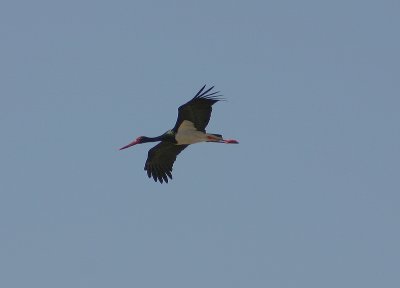 Black Stork - Zwarte ooievaar - Ciconia nigra