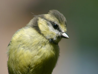 Pimpelmees - Blue Tit - Parus caeruleus